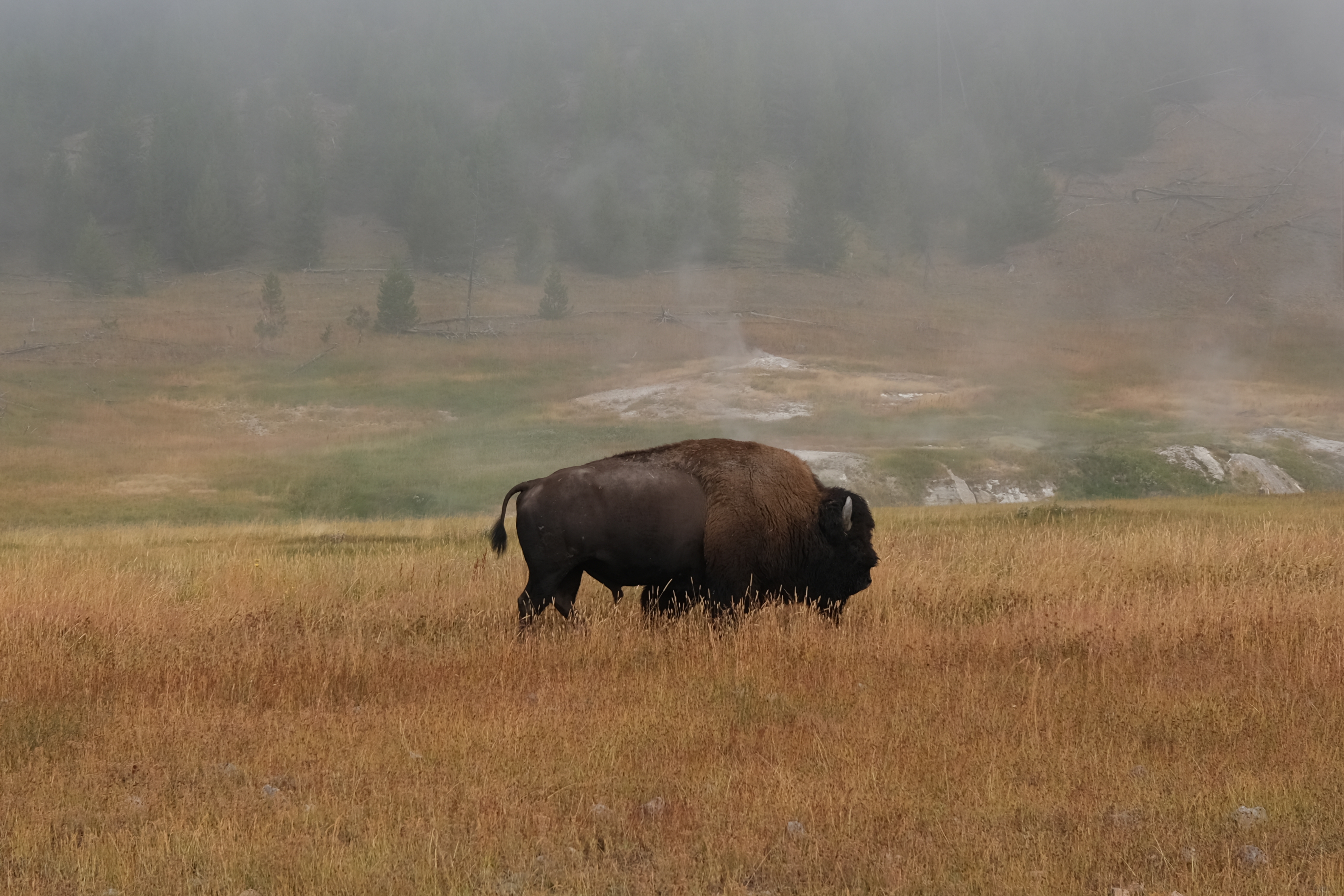 bison_yellowstone