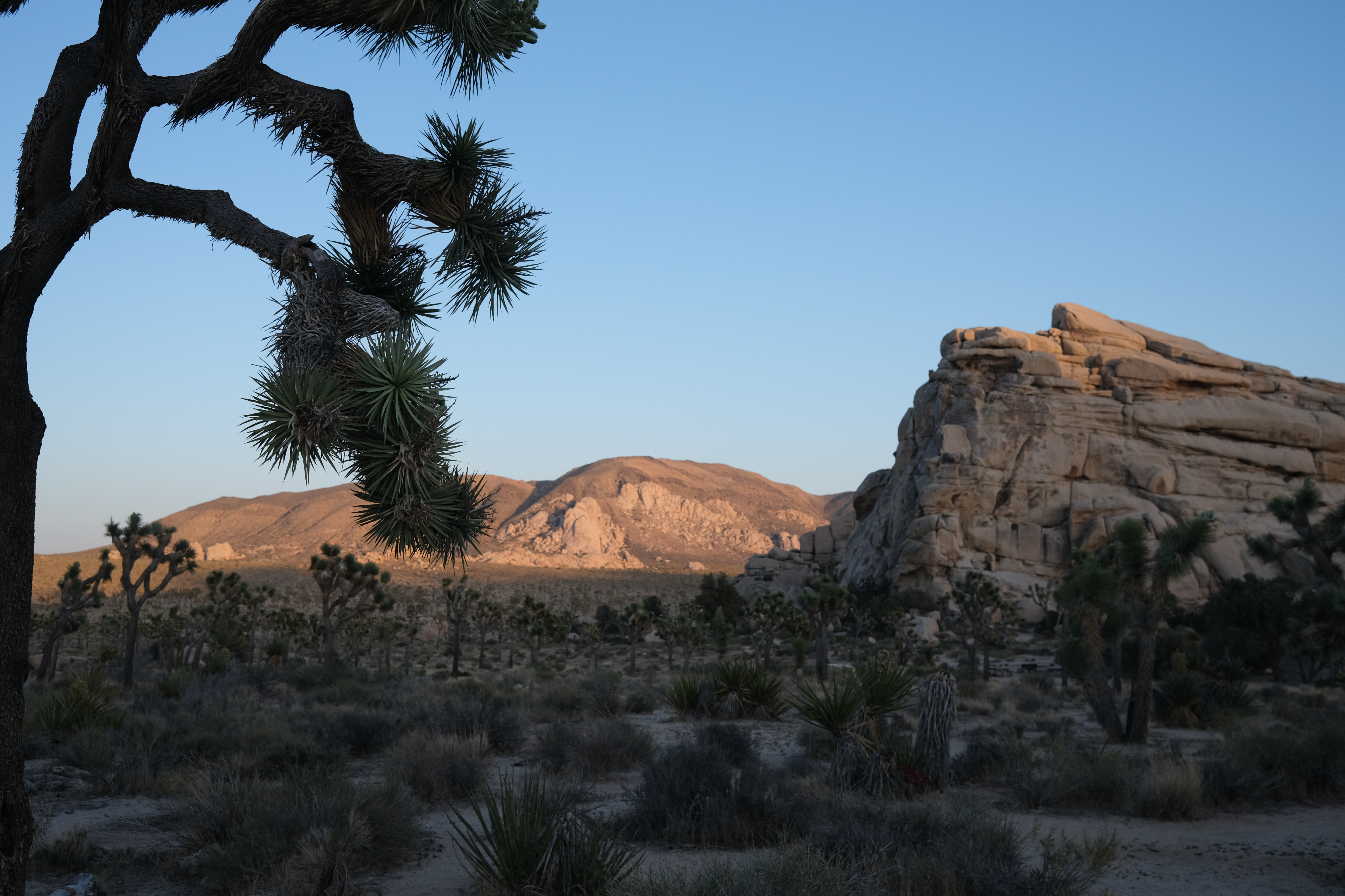 joshua_tree