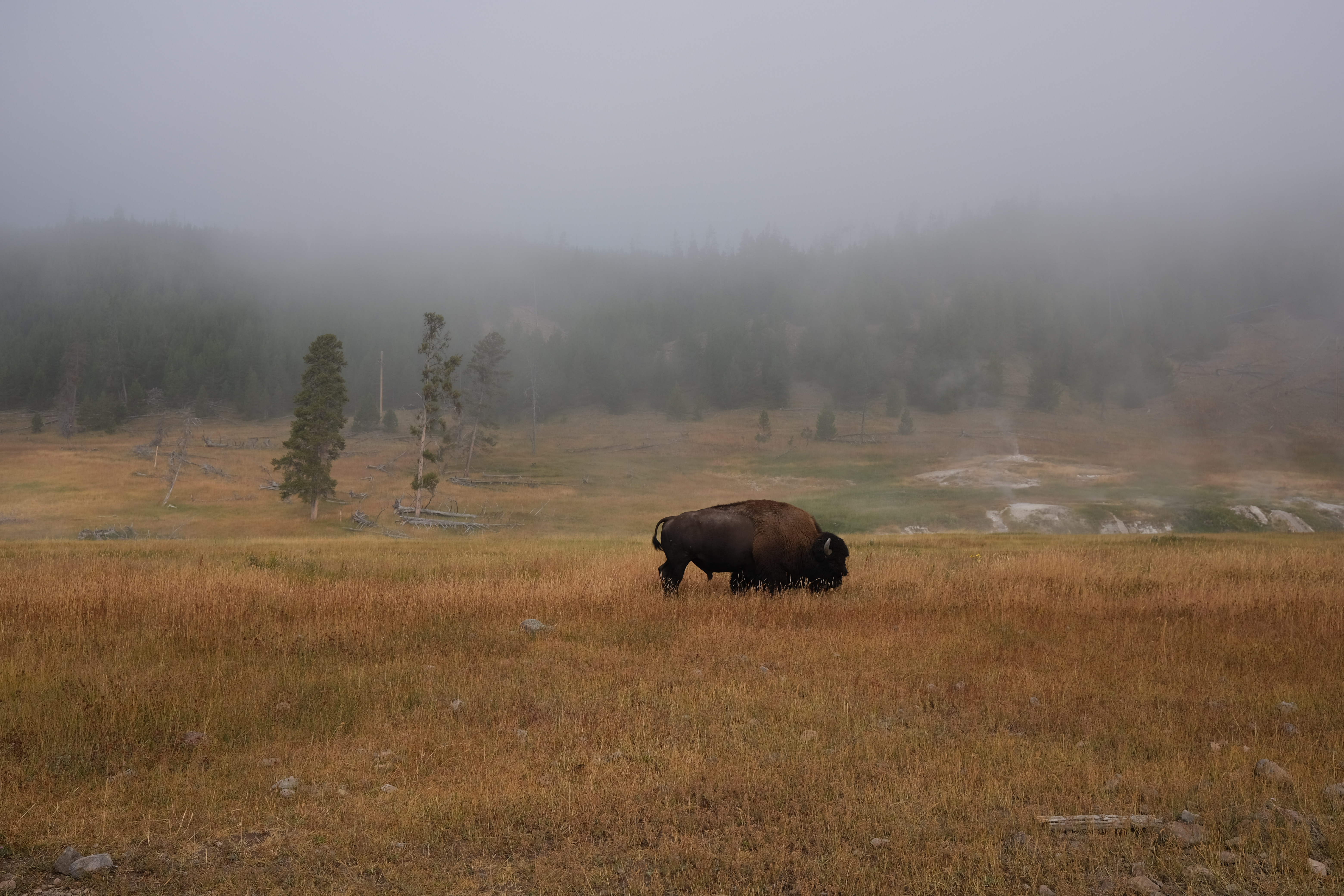yellowstone_bison