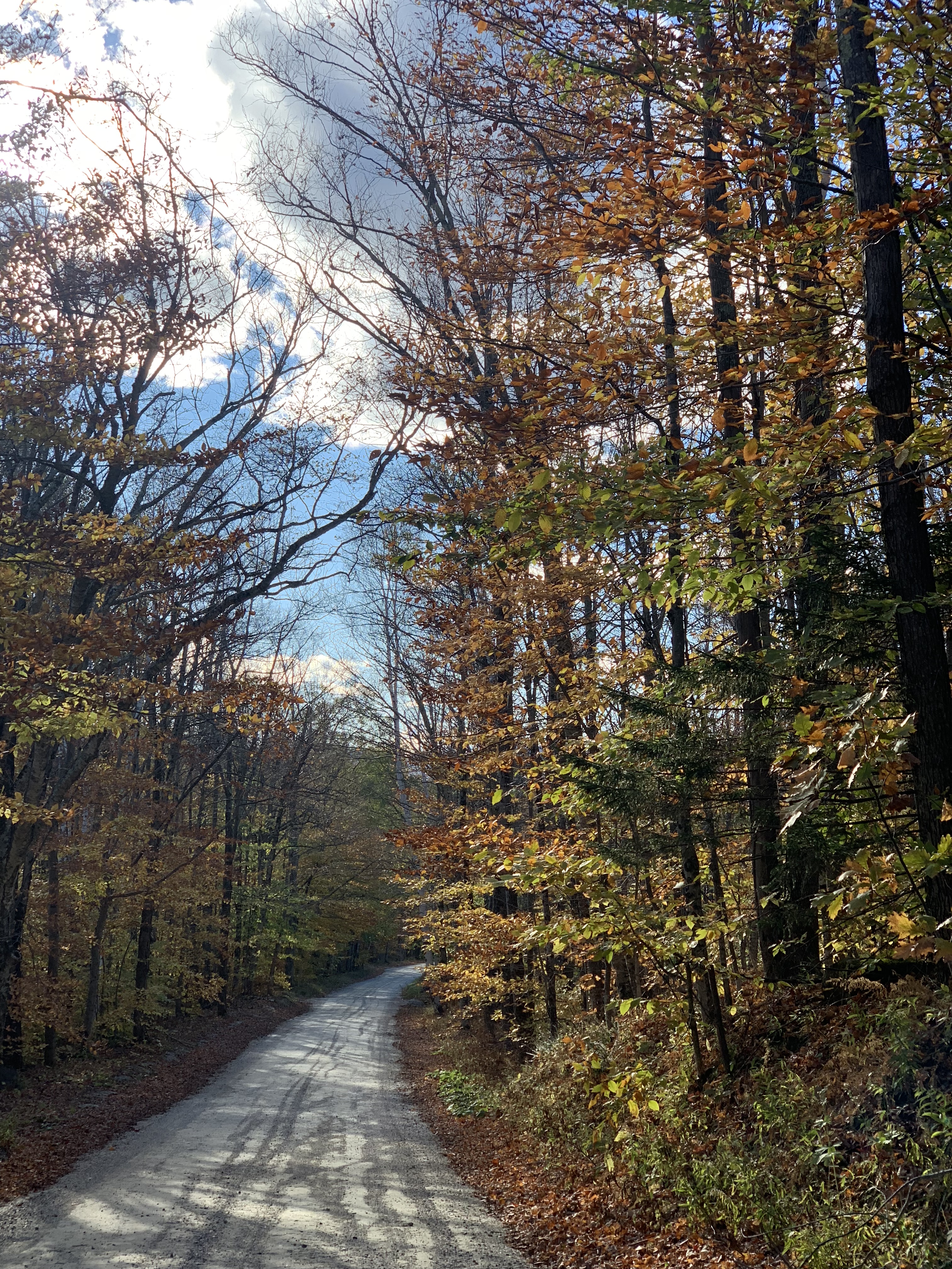 road_foliage